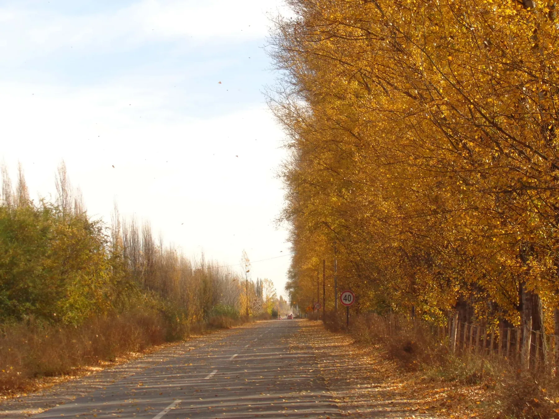 Camino rural del Alto Valle bordeado de álamos amarillos en otoño
