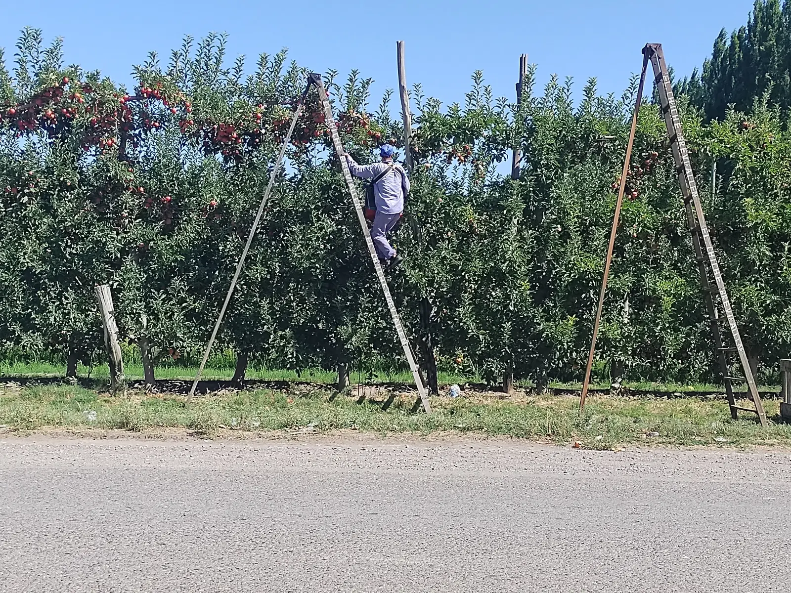 Cosechador subido a una escalera en un monte de manzanos en Allen, Alto Valle