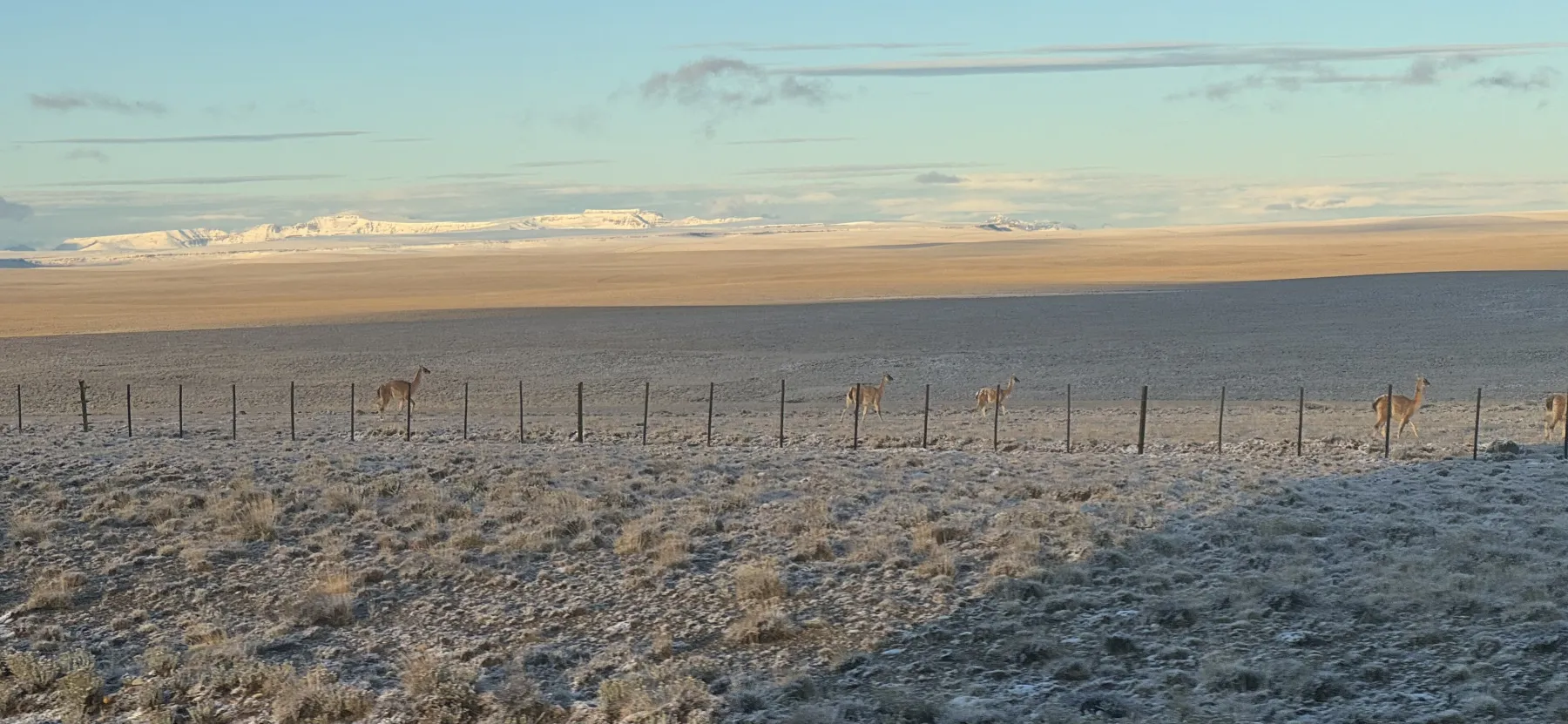 Guanacos junto a un alambrado en la estepa patagónica cubierta de escarcha