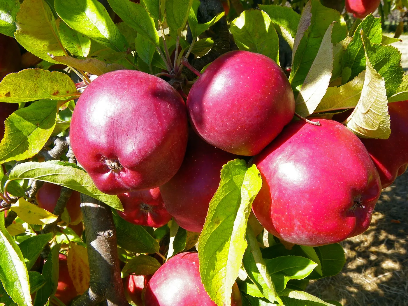 Manzanas rojas maduras en la rama
